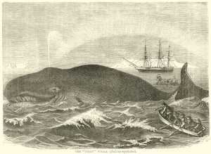 La baleine franche (Balaena Mysticetus) - English School